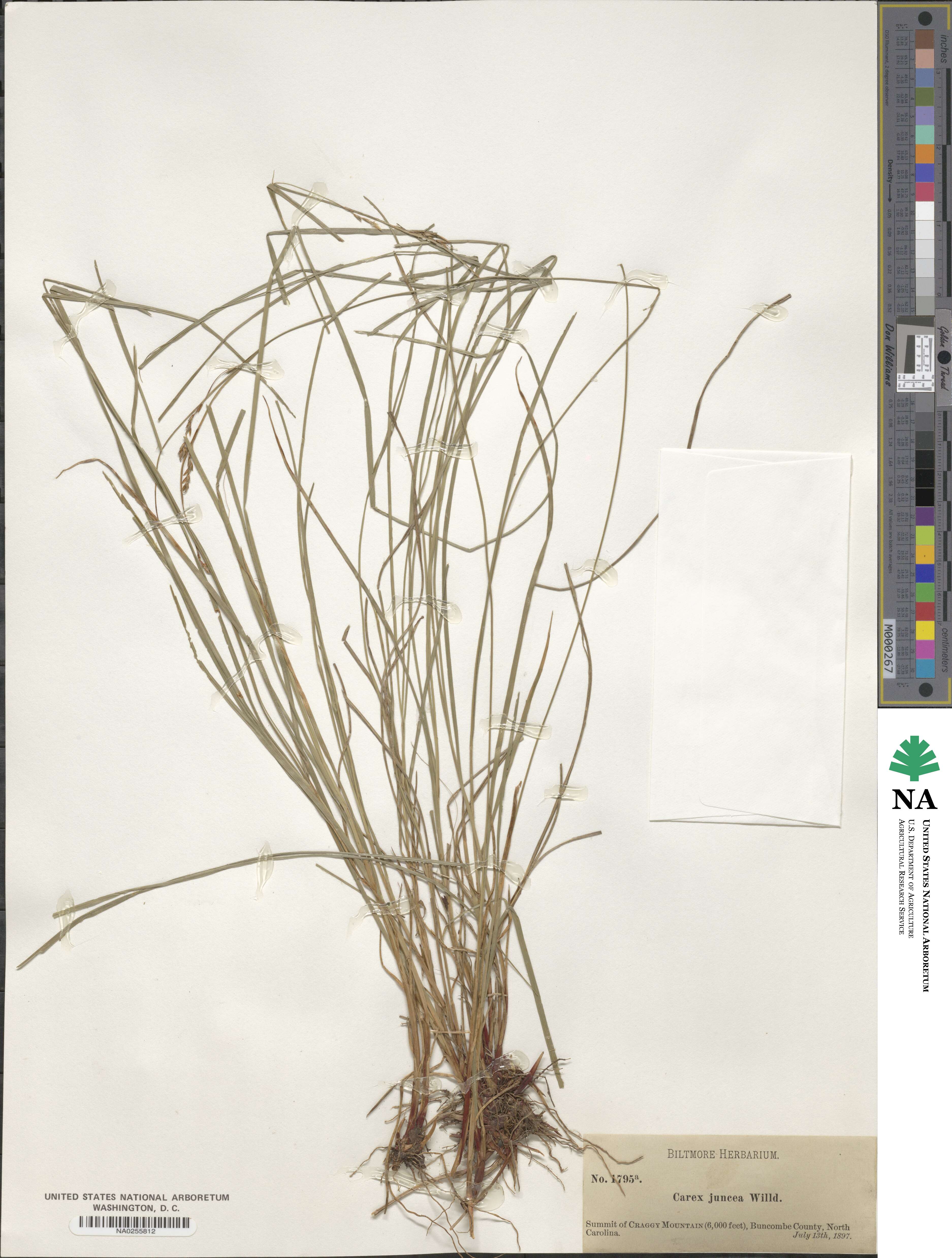 Carex misera image