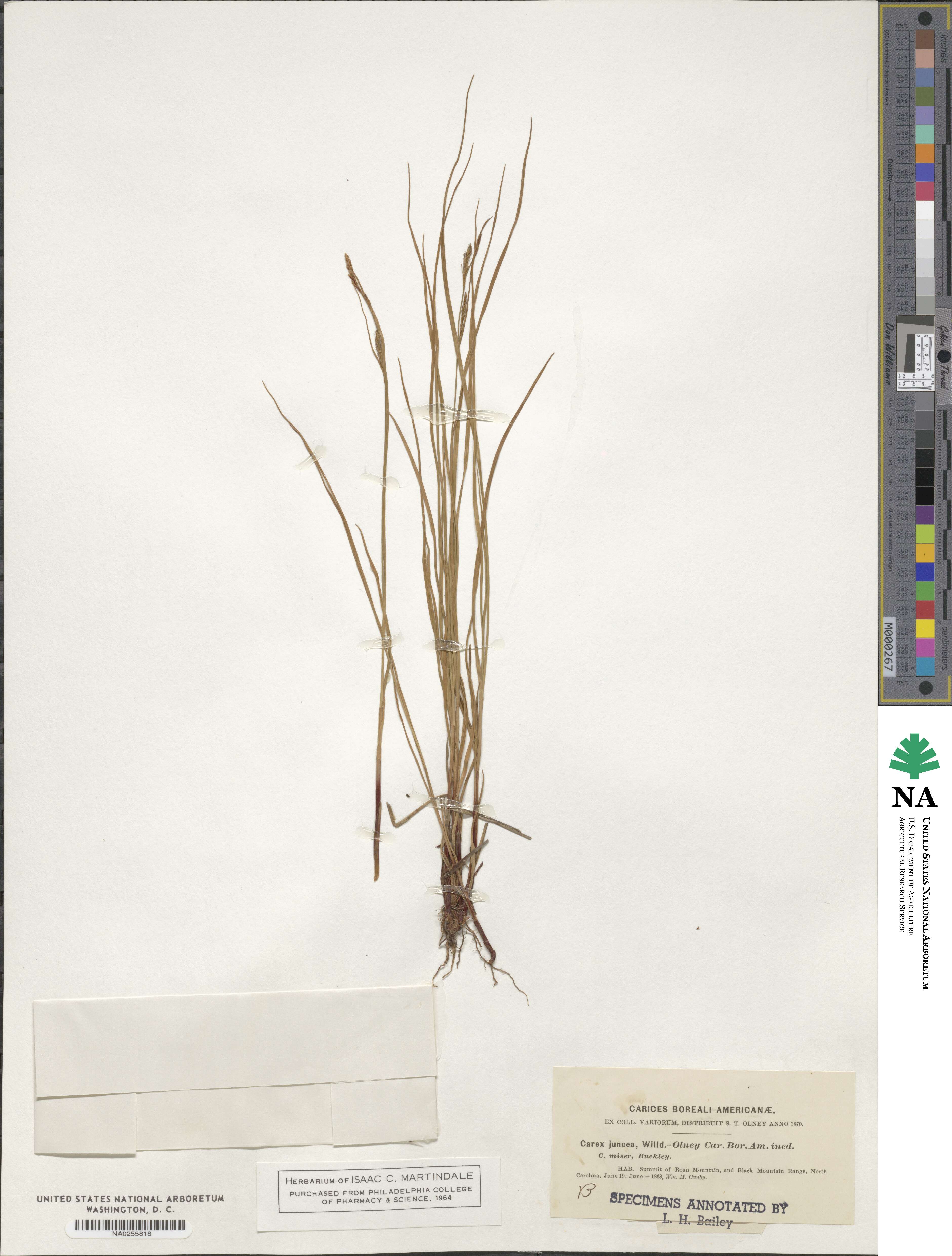 Carex misera image