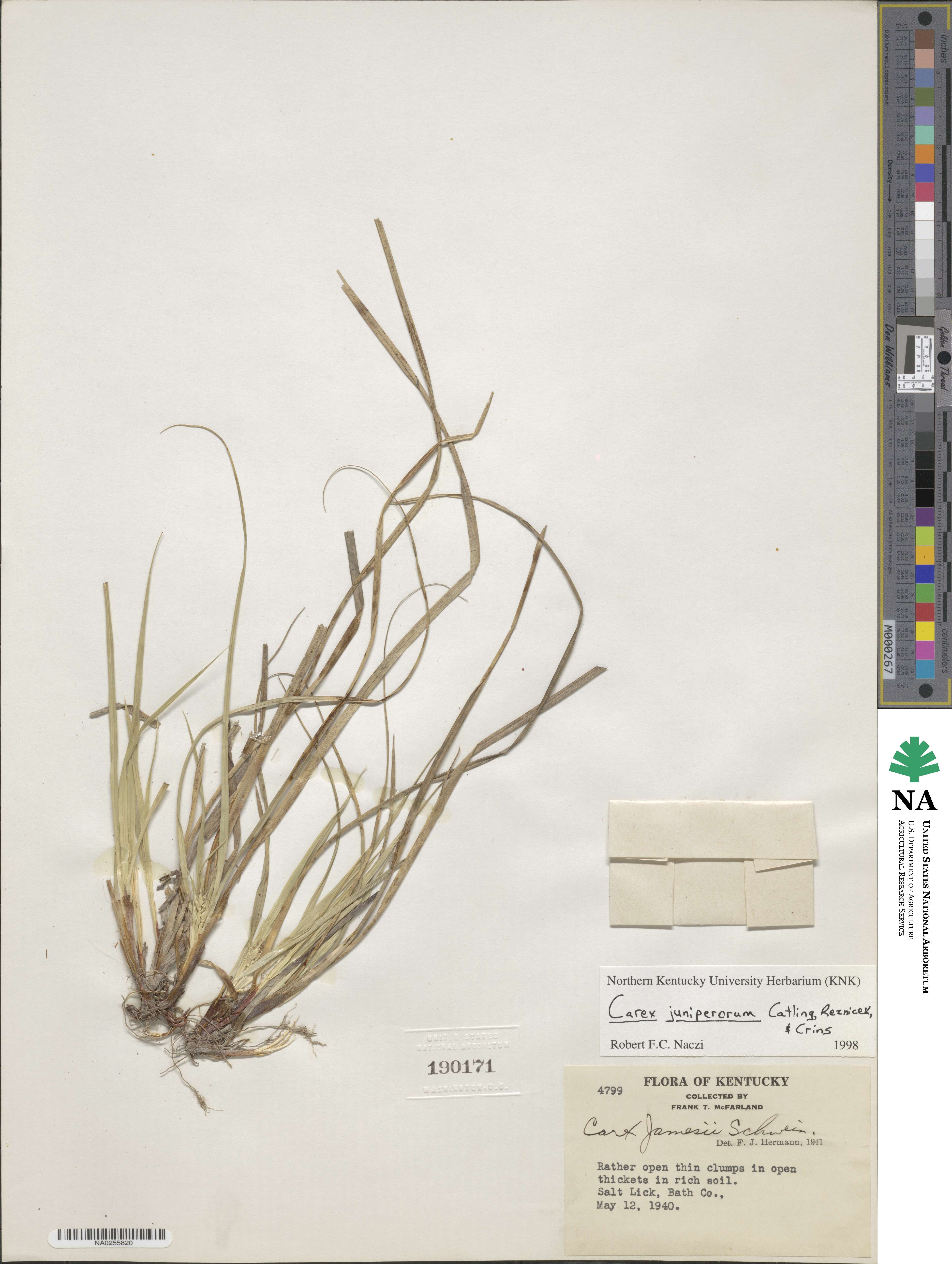 Carex juniperorum image