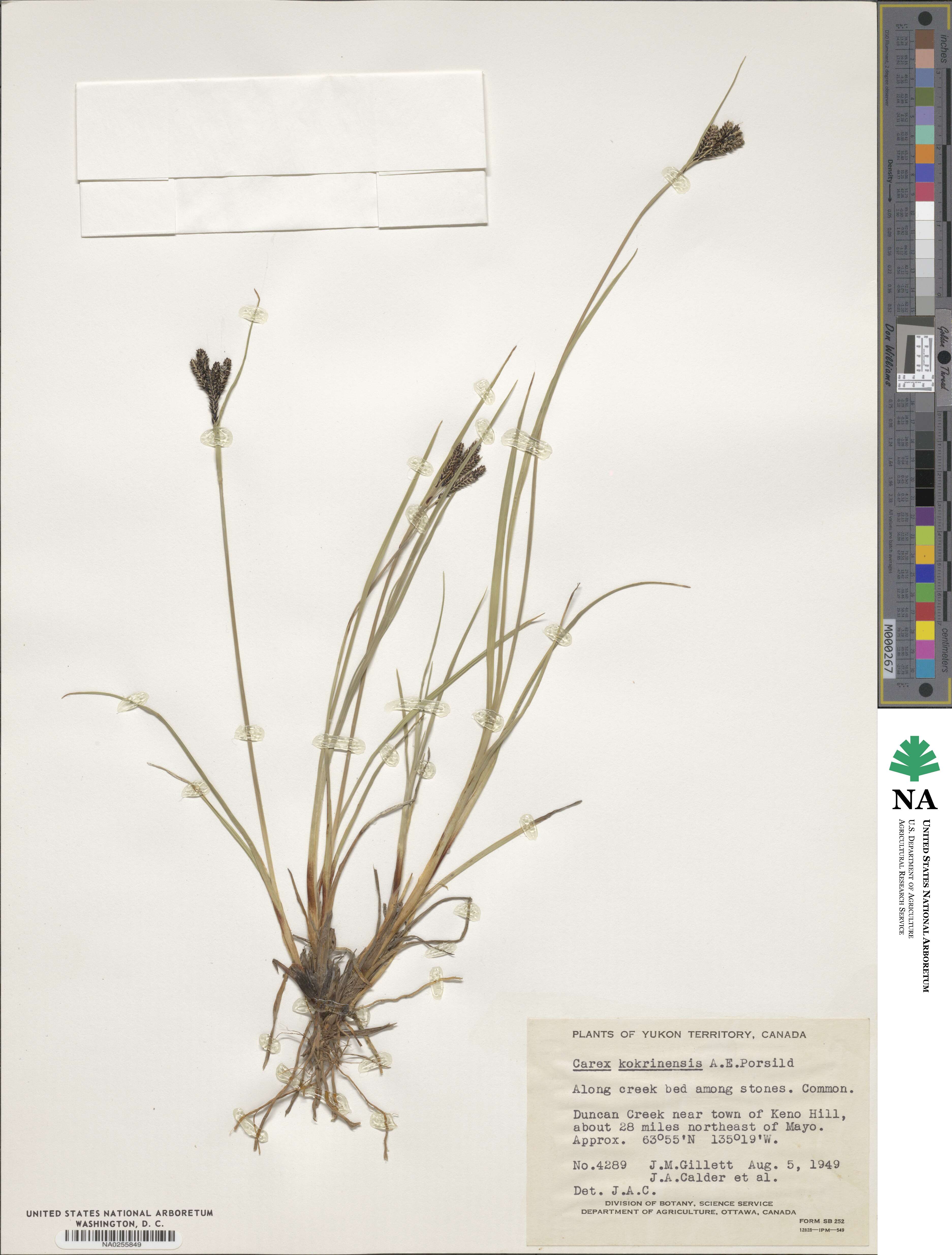 Carex eleusinoides image