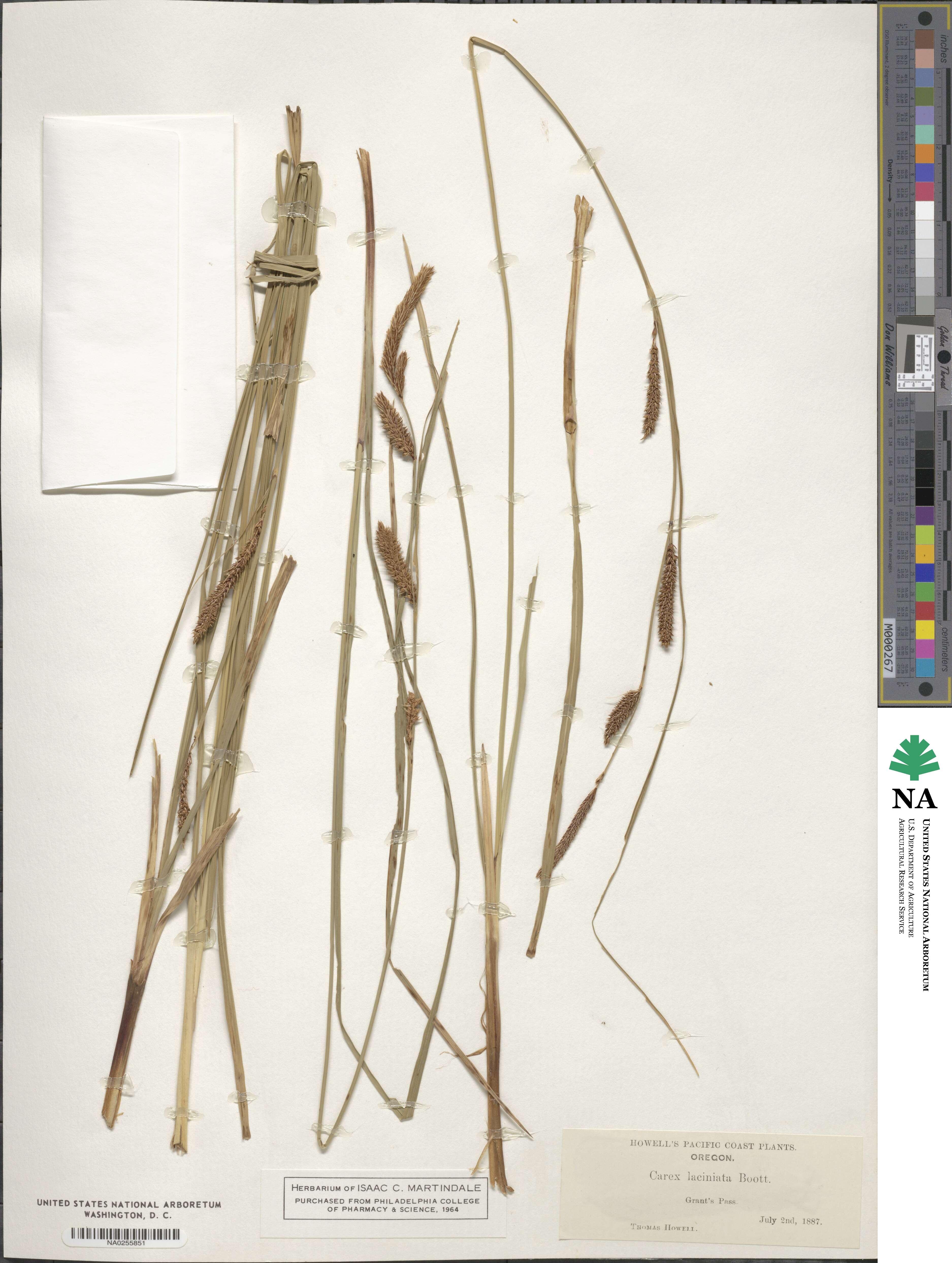 Carex barbarae image