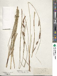 Carex barbarae image