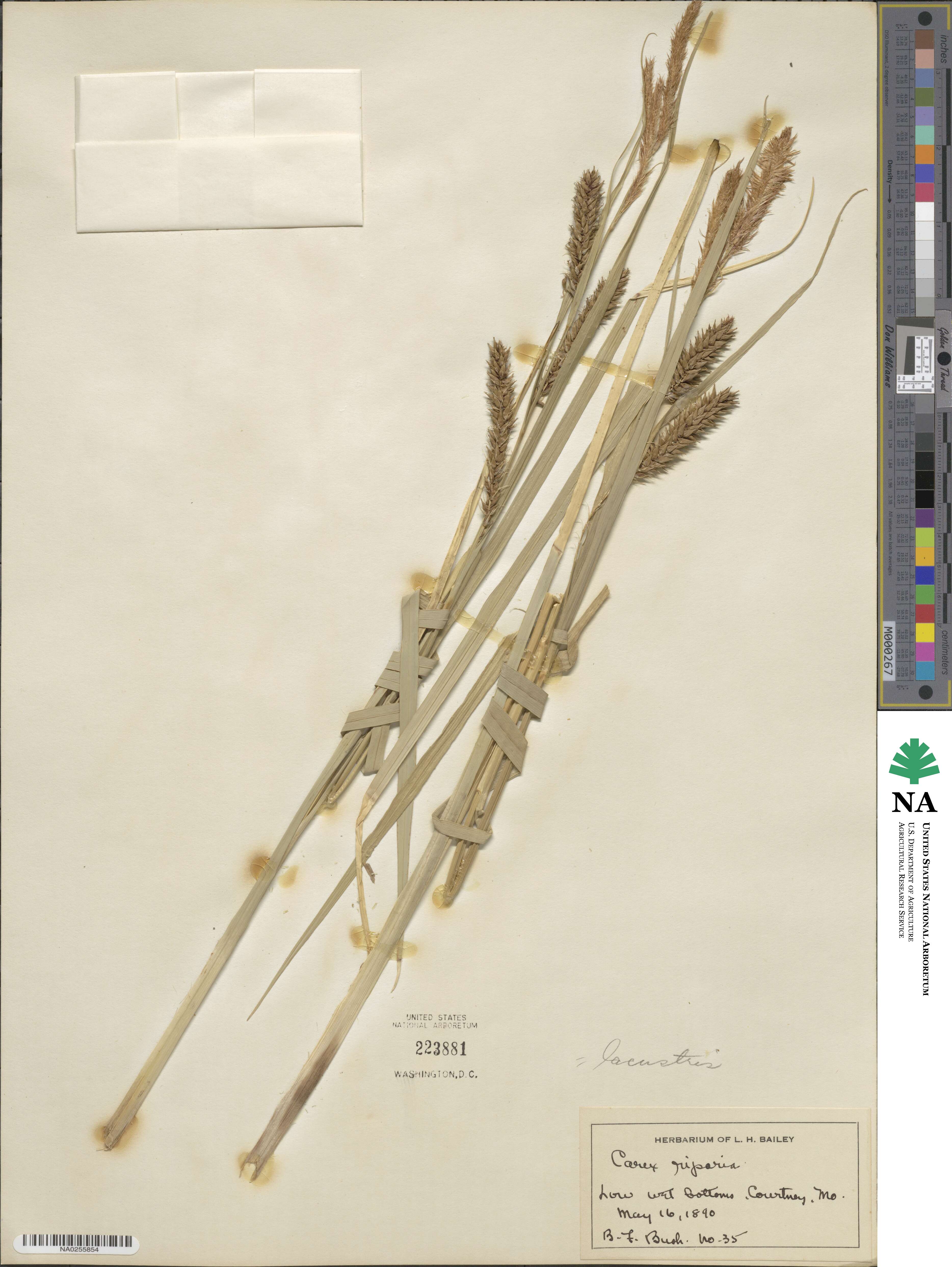 Carex lacustris image