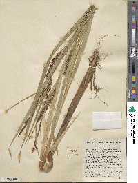 Carex lacustris image