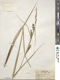 Carex lacustris image