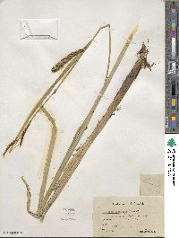 Carex lacustris image