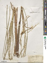 Carex lacustris image