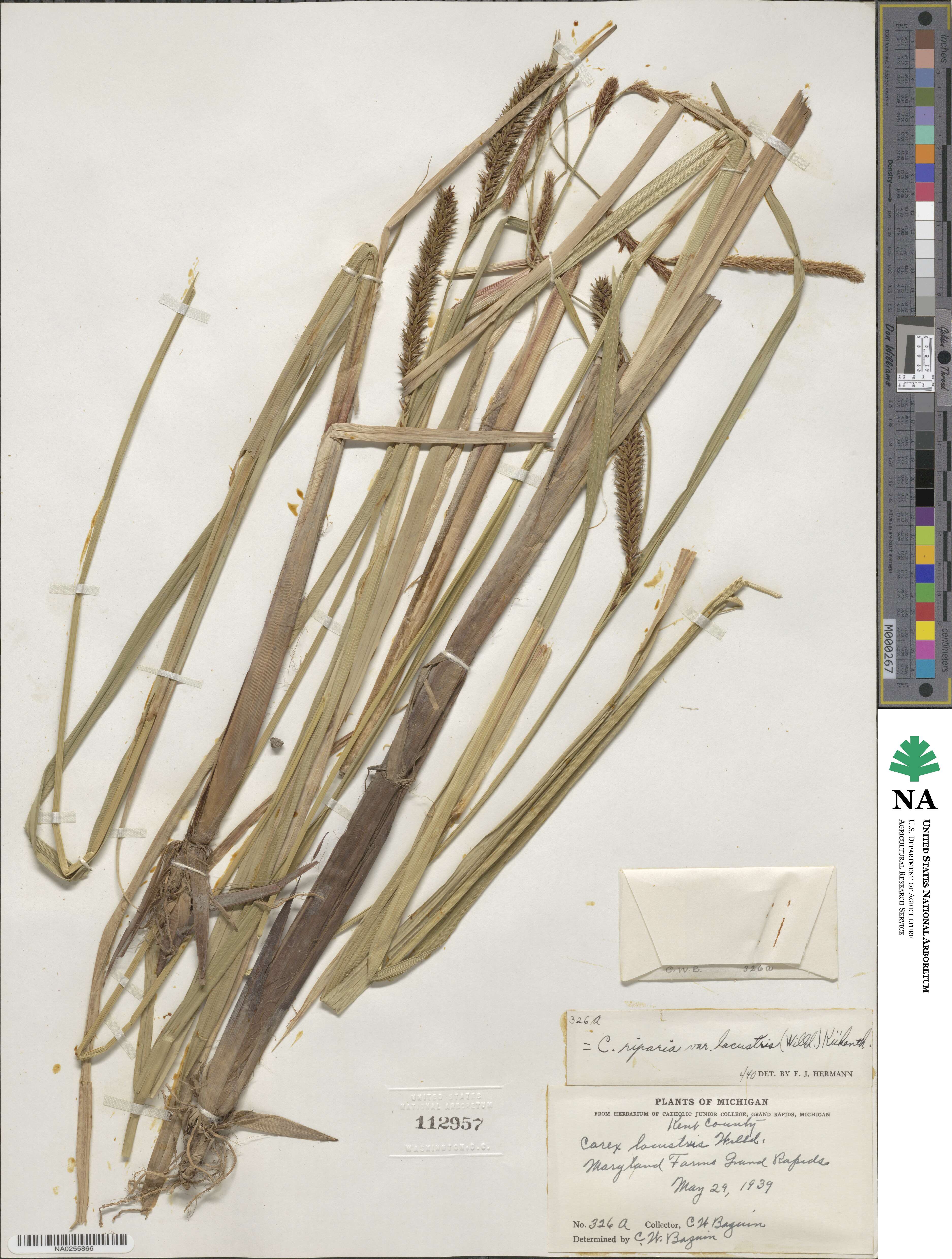 Carex lacustris image