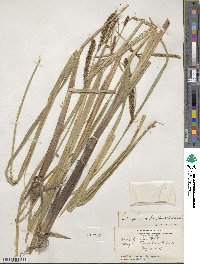 Carex lacustris image