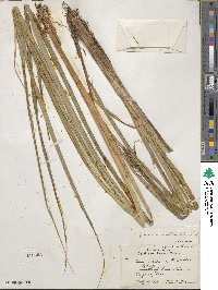 Carex lacustris image