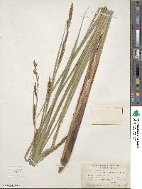 Carex lacustris image