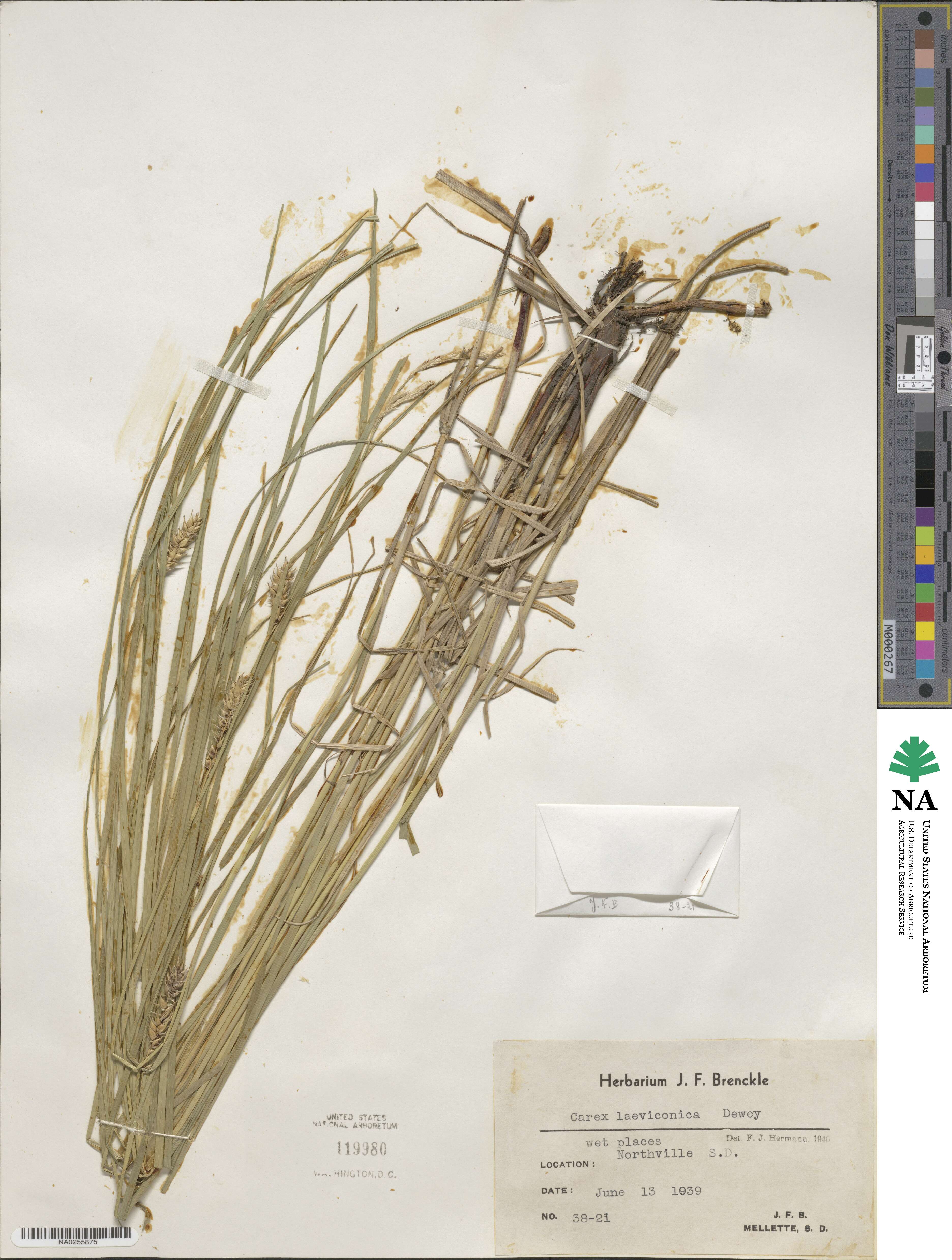Carex laeviconica image