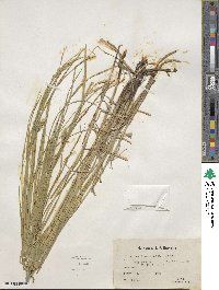 Carex laeviconica image