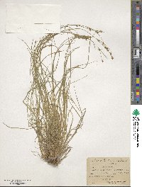 Carex laeviculmis image