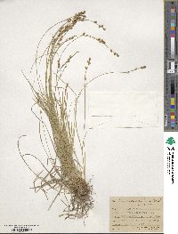 Carex laeviculmis image