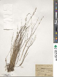 Carex laeviculmis image