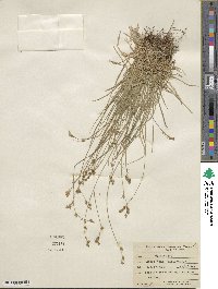 Carex laeviculmis image