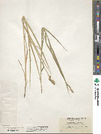 Carex tribuloides image