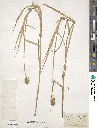 Carex tribuloides var. tribuloides image