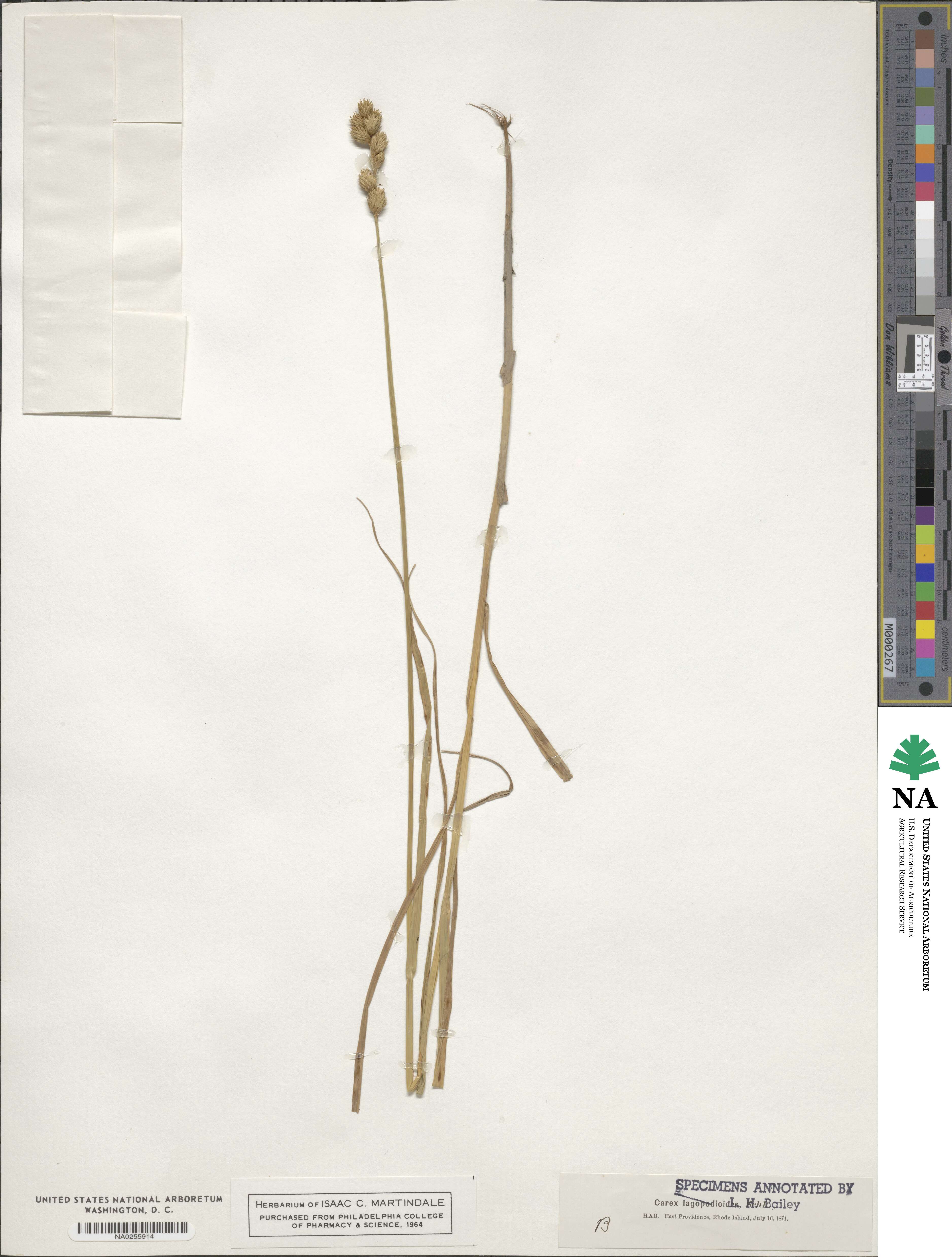 Carex tribuloides var. tribuloides image