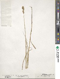 Carex tribuloides var. tribuloides image