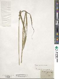 Carex tribuloides image