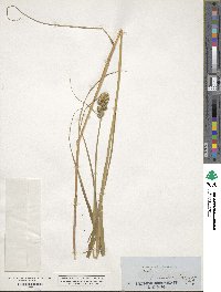 Carex tribuloides image