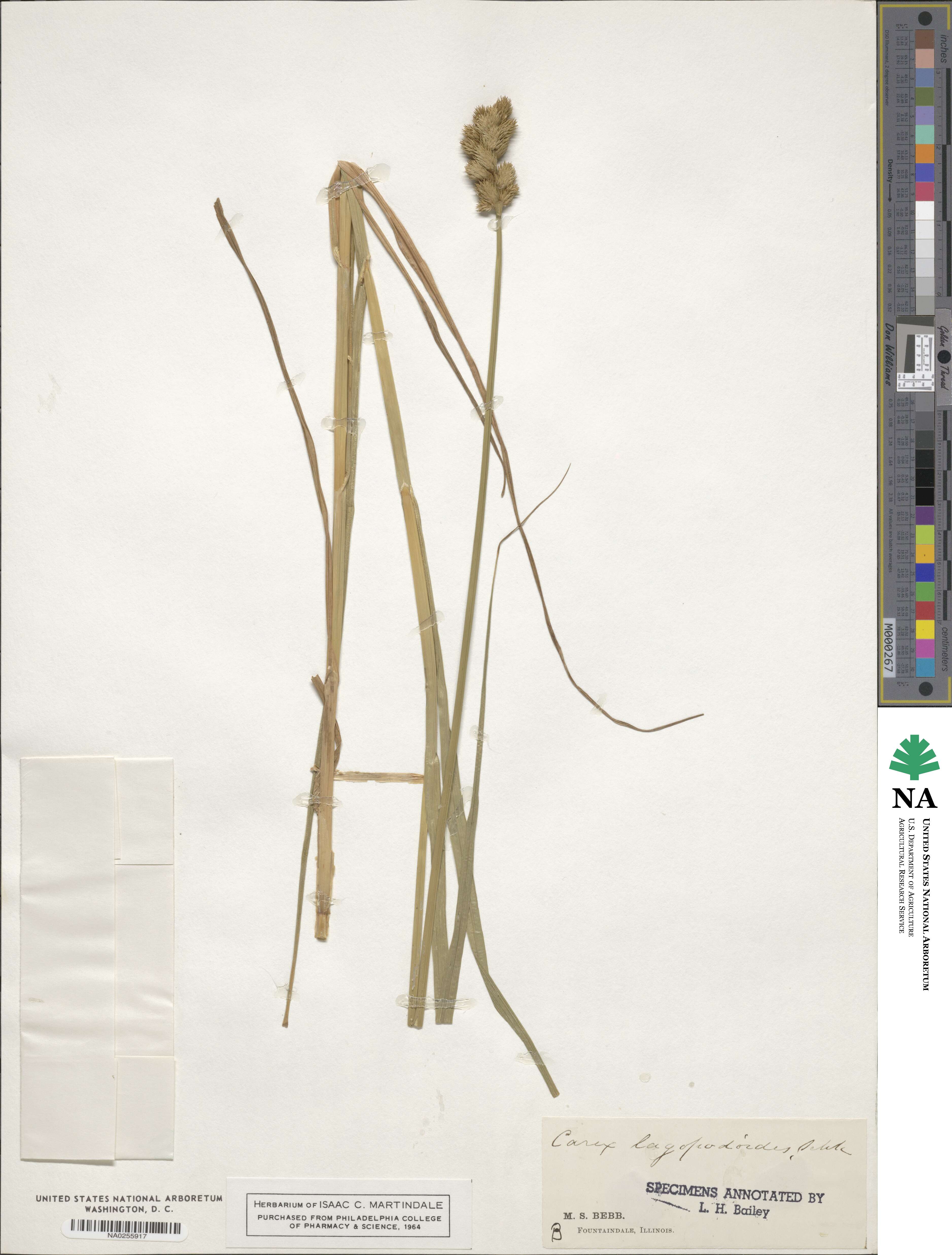 Carex tribuloides image