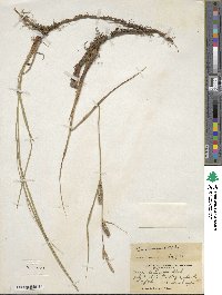 Carex lasiocarpa image