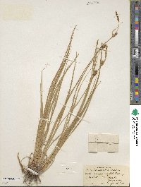 Carex lasiocarpa image