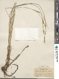 Carex lasiocarpa image