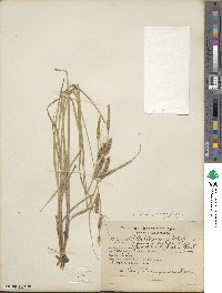 Carex lasiocarpa image