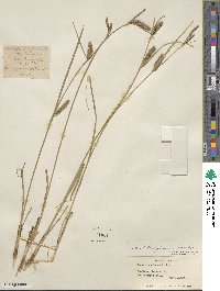 Carex lasiocarpa image