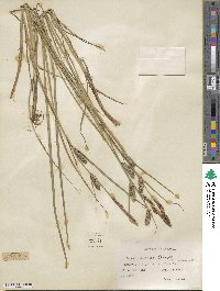 Carex lasiocarpa image