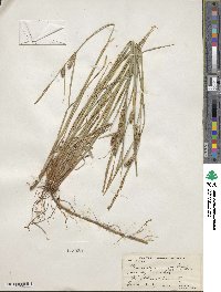 Carex lasiocarpa image