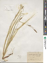 Carex lasiocarpa image