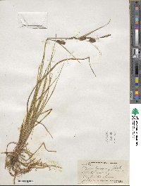 Carex lasiocarpa image