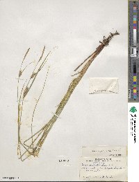 Carex lasiocarpa image