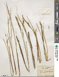 Carex lasiocarpa image