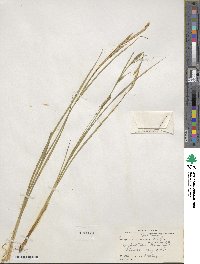 Carex lasiocarpa image