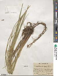 Carex lasiocarpa image