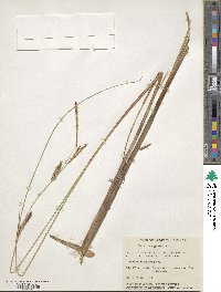 Carex lasiocarpa image