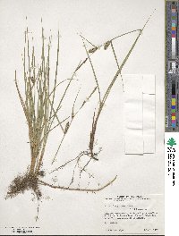 Carex lasiocarpa image