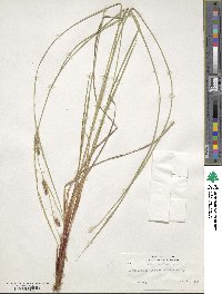 Carex lasiocarpa image