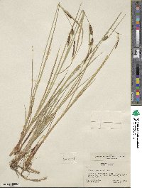 Carex lasiocarpa image