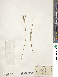 Carex lasiocarpa image