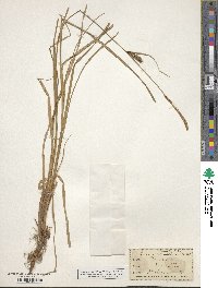 Carex lasiocarpa image