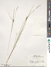 Carex lasiocarpa image