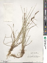 Carex lasiocarpa image