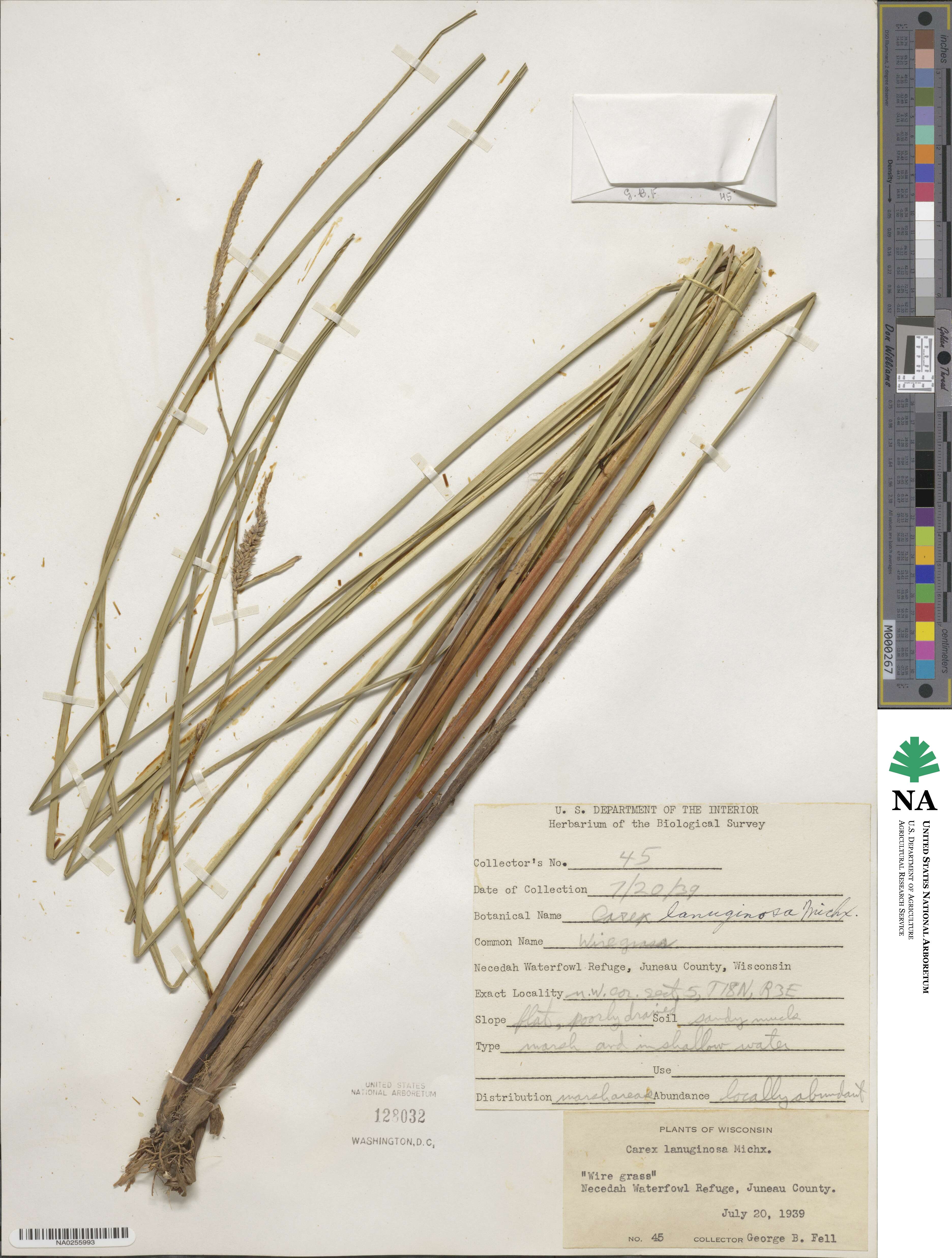 Carex lasiocarpa var. americana image
